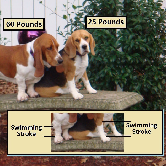 Basset best sale hound feet